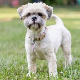 Lexi - Lhasa Apso