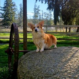 Gracie - Pembroke Welsh Corgi