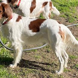 Stevie - Irish Red and White Setter