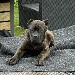 Blue collar - Cinderella - Black brindle female Cane Corso puppy in Vallejo, California from Rico's Cane Corso