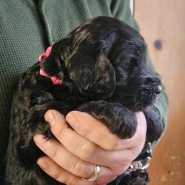Dolly - Black female Double Doodle puppy in Jeddo, Michigan from Bert's Doodles