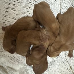 Boy 3 - Golden rust male Vizsla puppy in Windsor, Maine from Pleasant Ridge