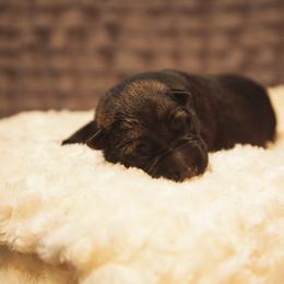 German Shepherd and Miniature American Shepherd Puppies from Sonnenhügel Shepherds