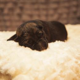 German Shepherd and Miniature American Shepherd Puppies from Sonnenhügel Shepherds