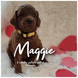 Goldendoodle Puppies from Stacy Warwick