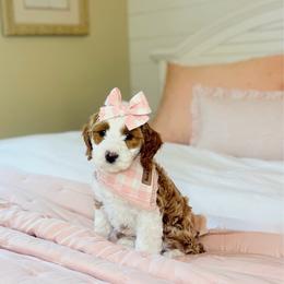 Winifred Sanderson - Red  female Goldendoodle puppy in Springville, Utah from JW Doodles