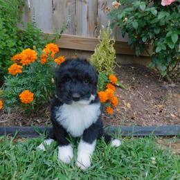 Piper - Black and white female Sheepadoodle puppy in Owensville, Missouri from Oak Valley Kennels