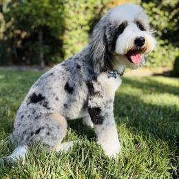 Dakota - Bernedoodle
