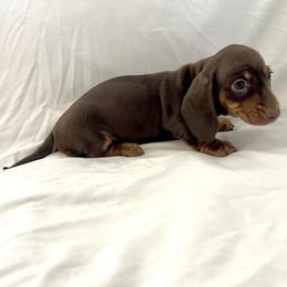 Nicole - Chocolate and tan female Dachshund puppy in Silver Springs, Florida from DeMarsh's Dachshunds