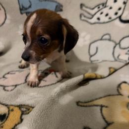 Kiera - Piebald female Dachshund puppy in Conroe, Texas from Dots Dachshunds