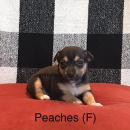 Peaches - Black and white female Teddy Roosevelt Terrier puppy in Fredericksburg, Texas from Reed’s Teddy Roosevelt Terriers of FbgTx