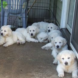 Golden Retriever Puppies from Chantilly Rose Hoffman Puppies