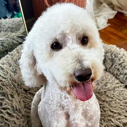 Solomon - Cream male Goldendoodle puppy in Pensacola, Florida from Goldendoodles Love You in Pensacola Friend Edition