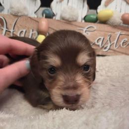 Parker - Chocolate and cream male Dachshund puppy in Batesville, Arkansas from Willow Tree Dachshunds