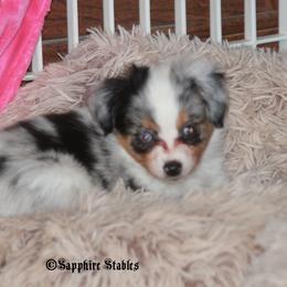 Miniature Australian Shepherd and Toy Australian Shepherd Puppies from Sapphire Stables