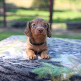 Black collar - Dapple male Dachshund puppy in Fountain Run, Kentucky from Whiskey River Farm