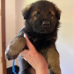 Walter - blue collar - Sable male German Shepherd puppy in Winterport, Maine from Vom Stevens Old Fashioned German Shepherds