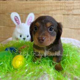 Dachshund Puppies from Shiloh Ridge Dachshunds