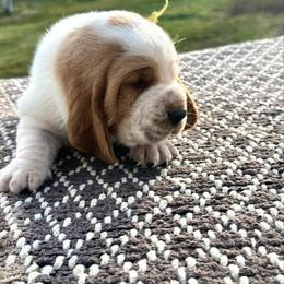 Yellow boy - Red and white male Basset Hound puppy in Conway, Missouri from Ozark Mountain Kennel