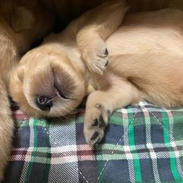 English Setter, Golden Retriever, and Gordon Setter Puppies from Katherine Lirette