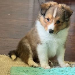 Kobe Classic  Sable Boy - Sable and white male Shetland Sheepdog puppy in Frazeysburg, Ohio from Mountain High Kennels