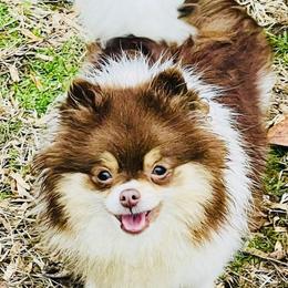 Star - Chocolate parti female Pomeranian puppy in Buck Valley, Pennsylvania from Buck Valley Pomeranians
