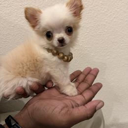 5900 EXCLUSIVE xxsmall Raffaello - Cream and white male Chihuahua puppy in Burleson, Texas from Tiny Diiamond Chihuahua