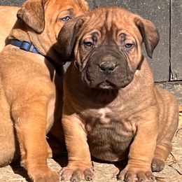 Boy 2 - Red male Boerboel puppy in Pennsylvania from Cold River Boerboels