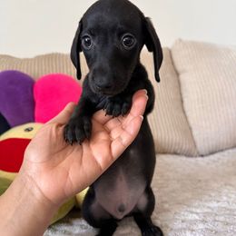 Zoro - Black male Dachshund puppy in Los Angeles, California from Dachshunds of the Desert