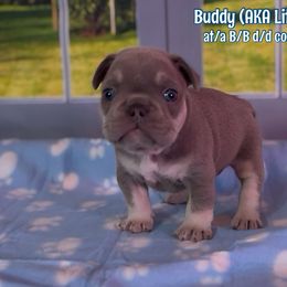 Buddy - Tricolors male French Bulldog puppy in Spokane, Washington from Lilac City Frenchies