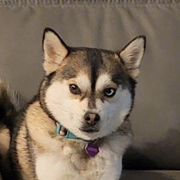 Kota - Pomsky