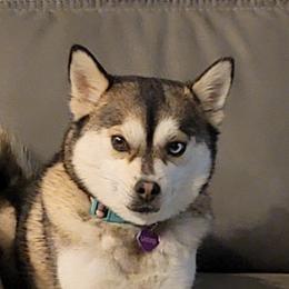 Kota - Pomsky