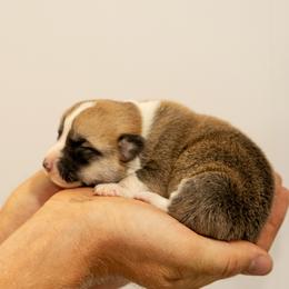 Boy 2 - Red male Pembroke Welsh Corgi puppy in Narvon, Pennsylvania from Corgi Companions (license number 18998)