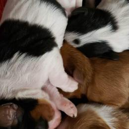 Cavalier King Charles Spaniel Puppies from Southern Edge Kennel
