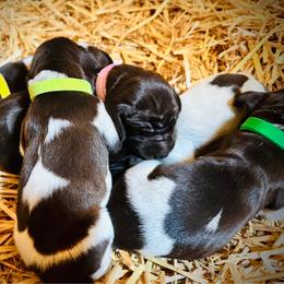 German Shorthaired Pointer puppies from Macushla Kennel