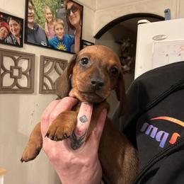 Orange Collar - Red male Dachshund puppy in La Pine, Oregon from RoseDox Dachshunds