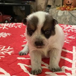 Queen Boy 3 - Red speckled male Australian Cattle Dog puppy in Monroe, Louisiana from The Sweet Kennels