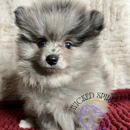 AKC HUSTLE - Blue merle male Pomeranian puppy in Watkins Glen, New York from Wicked Spirits Pomeranians