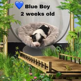 Lacey's Blue Boy - Parti male Yorkshire Terrier puppy in Inverness, Florida from Luvayorkie&more