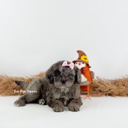 Annabelle - Merle female Cavapoo puppy in Republic, Missouri from Red Skye Puppies