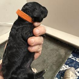 Girl 2 - female Poodle puppy in Leonard, Texas from Deblyns Poodles