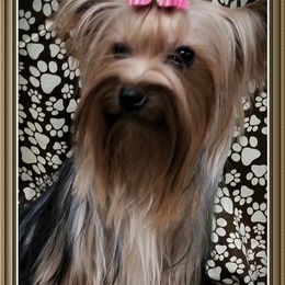 Raya - Yorkshire Terrier