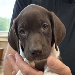 Ricky - Liver and white male German Shorthaired Pointer puppy in Morgantown, Indiana from Kevin Funkhouser Kennel