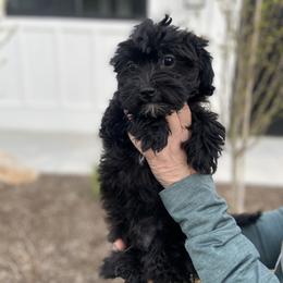 Havanese and Havapoo Puppies from Ladypawspuppies