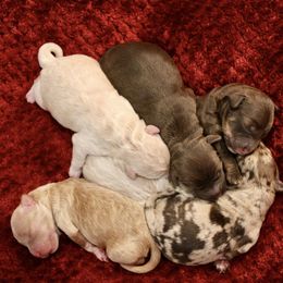 Labradoodle Puppies from Circle City Labradoodles