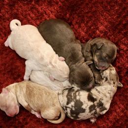 Labradoodle Puppies from Circle City Labradoodles