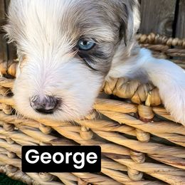 George - Blue merle male Aussiedoodle puppy in Bakersfield, California from Annie's Aussies