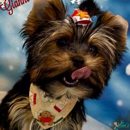 Gianni (G-awnee) - Black and gold male Yorkshire Terrier puppy in Pleasant View, Tennessee from Vino’s Pawfect Yorkies
