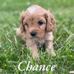 Chance - Brown male Cavapoo puppy in Hallsville, Missouri from Cedar Hill Pups