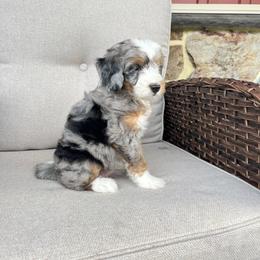 Lori - Tri-color female Bernedoodle puppy in Holtwood, Pennsylvania from Country Ridge Puppies